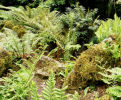 7 hardy ferns £29.00 including delivery