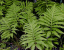 Onoclea sensibilis- Sensitive Fern 9cm £3.95