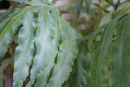 Phlebodium pseudoaureum 'Virginia Blue' 9cm £3.95