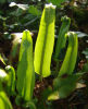 Asplenium scolopendrium- Hart’s  Tongue Fern Sold out