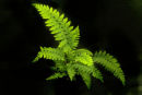 Polystichum setiferum .'Wollastonii' 9cm £3.75