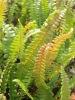 Blechnum penna-marina Little Hard Fern 9cm £3.95