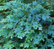Selaginella uncinata-  Rainbow Spikemoss Plug plants £3.25