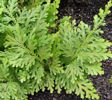 Selaginella moellendorfii . Gemniferous Spikemoss Sold out