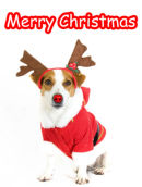 Christmas Jack Russell