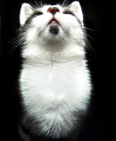 Bohemian Cat