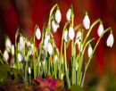 Botanical 2012 