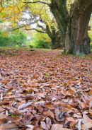Autumn 