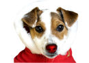 Red nose Jack Russell