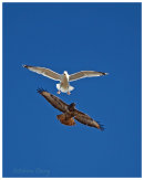 Buzzard mobbed by Herring Gull
