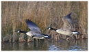 Canada Geese take off