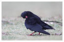 Chough preening