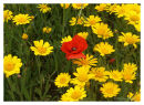Corn Marigolds & Common Poppy-A feast of colour