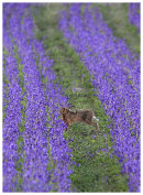 Brown Hare 