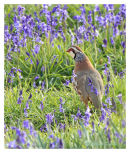 Red Legged Partridge among Bluebells