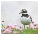 Ringed Plover in Thrift