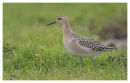 Ruff