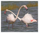 Greater Flamingoes.