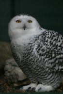 Snowy owl