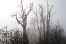 Trees in the fog