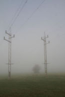 A tree and pylons in the fog