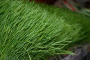 Grasses