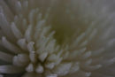 Chrysanthemum