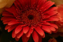 Gerbera daisy
