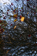 Hawthorn