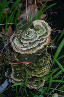 Turkey tail fungus