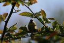 Blue tit