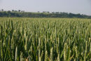East Sussex countryside