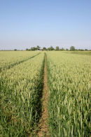 East Sussex countryside