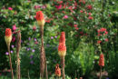 Lupins