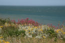 Wildflowers near Broadstairs