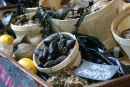 Mussels for sale