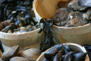 Mussels