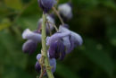 Wisteria