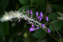 Wisteria