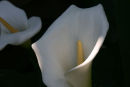Calla lilies