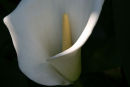 Calla lily