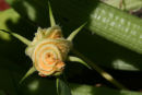 Courgette flower