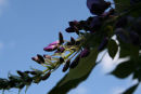 Wisteria