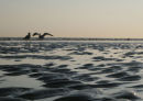 Gulls at low tide