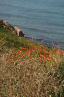 Wildflowers, north Cornwall coast