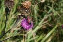 Burnet Moth