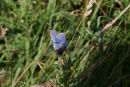 Common Blue Butterfly
