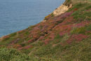 Wildflowers on the north Cornwall coast