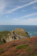Wildflowers on the north Cornwall coast