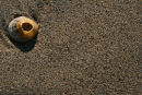 Shell on a beach, Cornwall